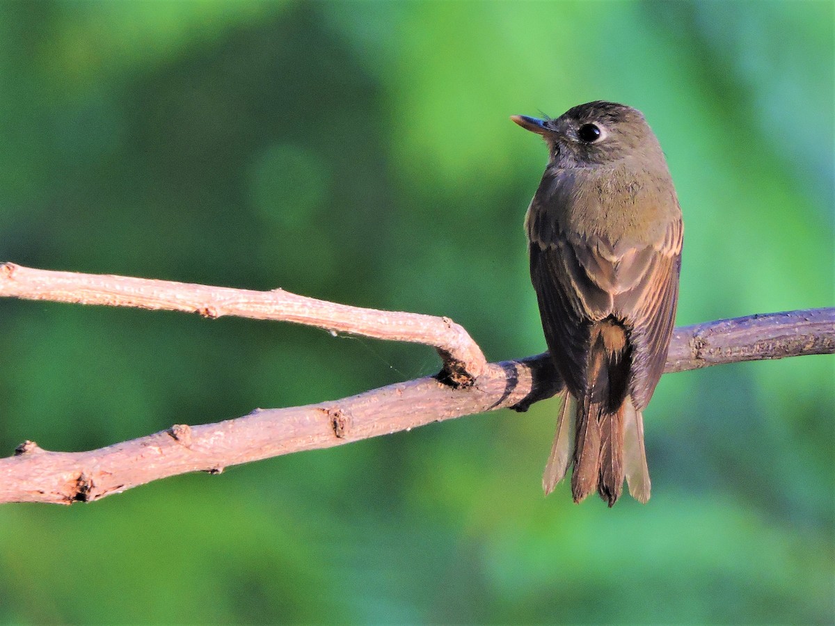 Brown-breasted Flycatcher - Mahathi Narayanaswamy