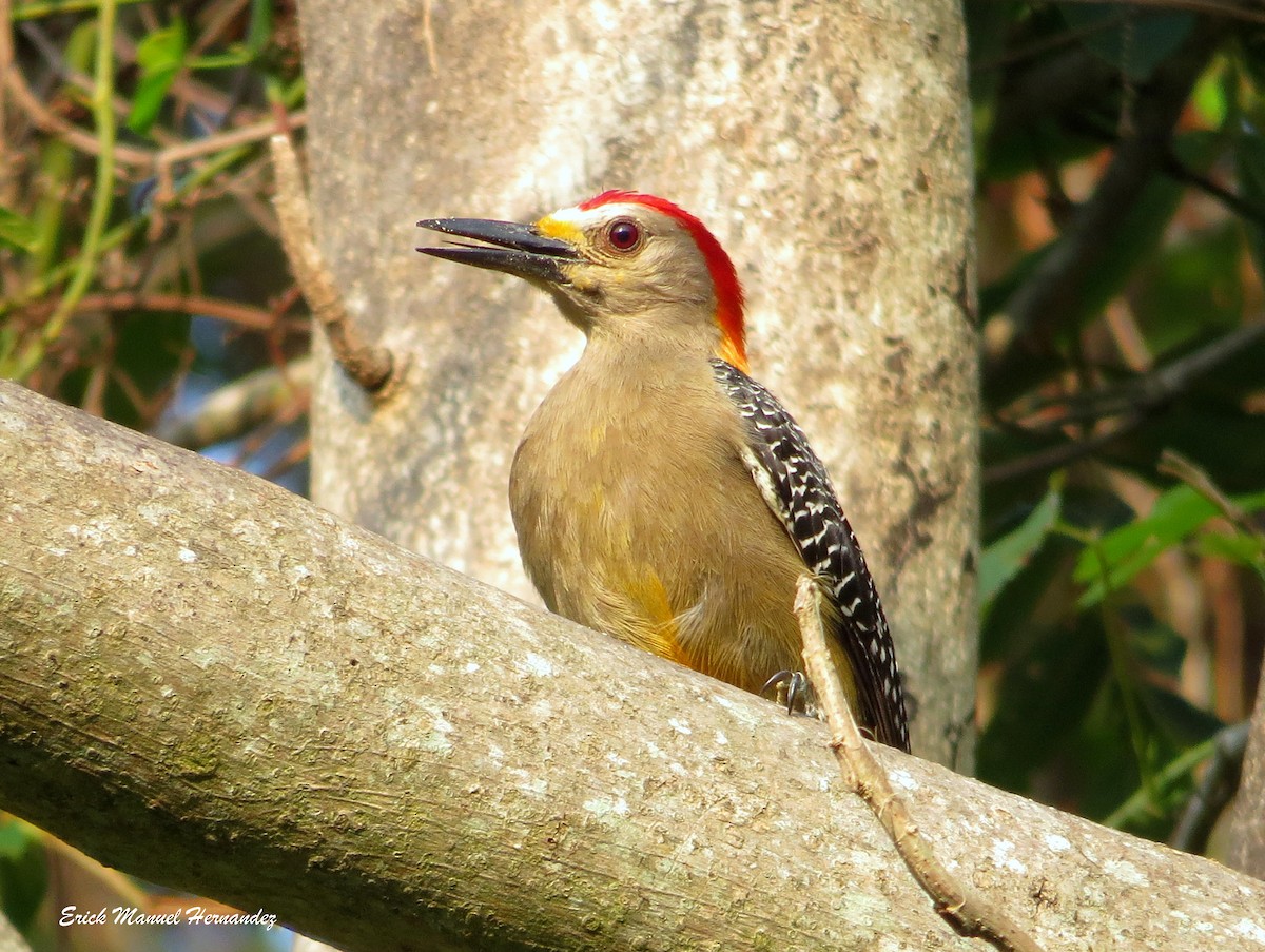 Golden-fronted Woodpecker - Erick Hernandez