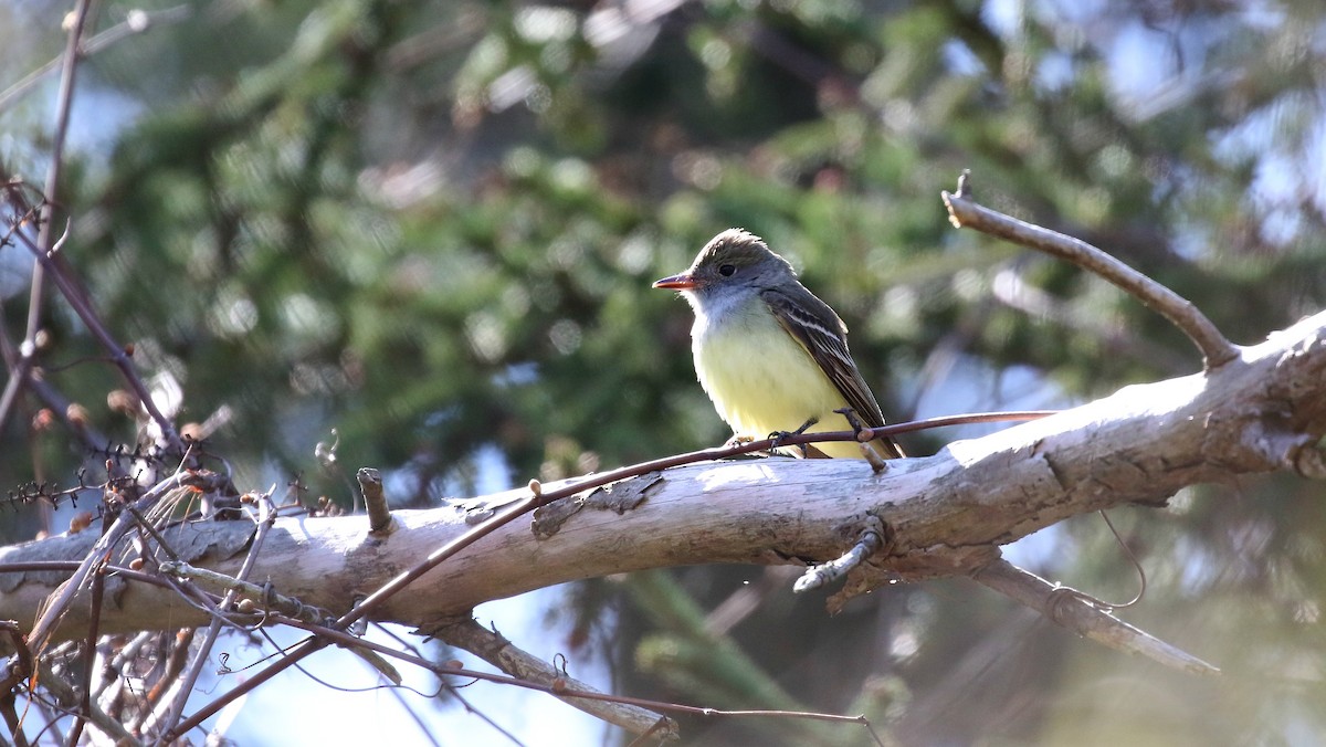 Great Crested Flycatcher - Kyle Gage