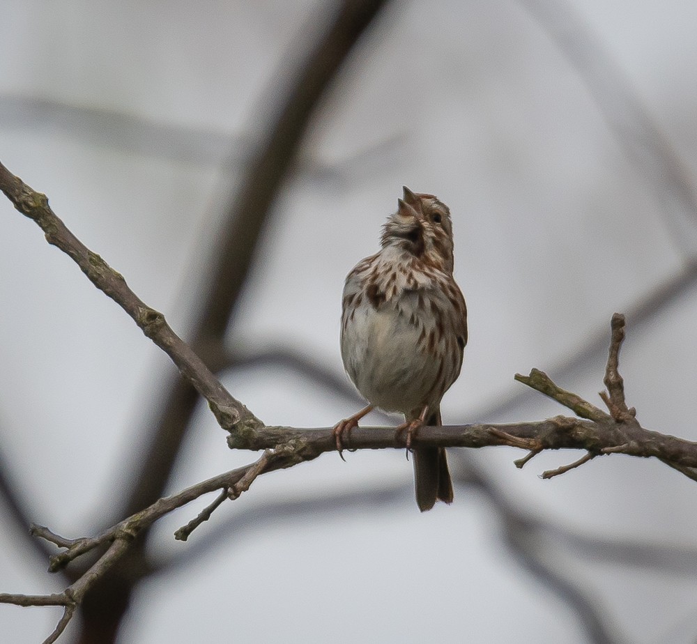 Song Sparrow - Bert Filemyr