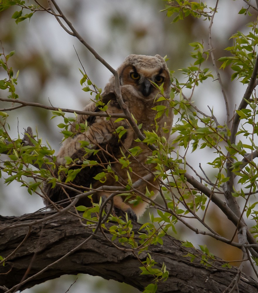 Great Horned Owl - Bert Filemyr
