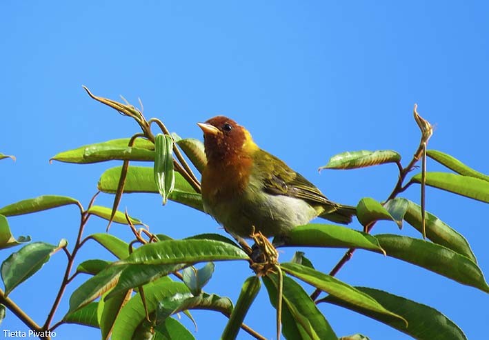 Rufous-headed Tanager - ML157858191