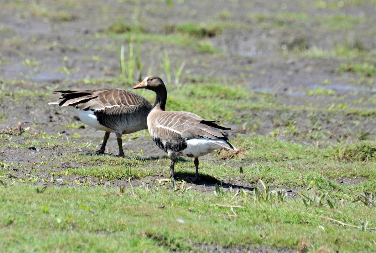 Greater White-fronted Goose - ML157858861