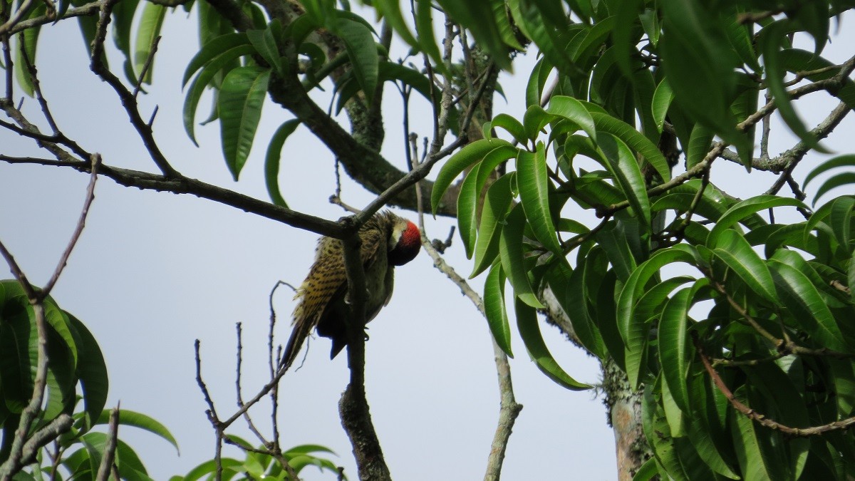 Spot-breasted Woodpecker - ML157860851