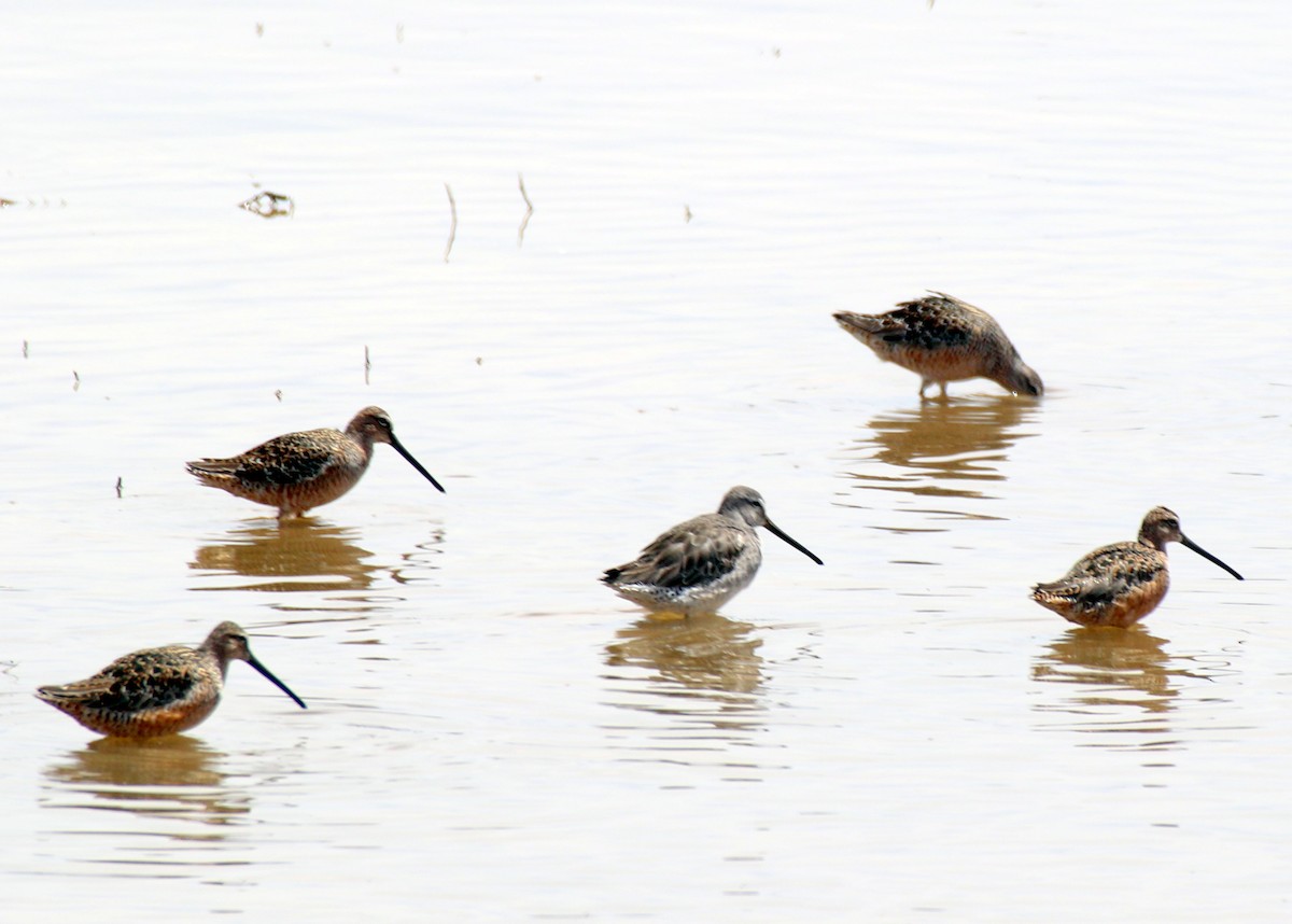 Long-billed Dowitcher - ML157861261