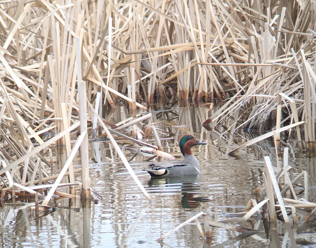 Green-winged Teal - ML157862921