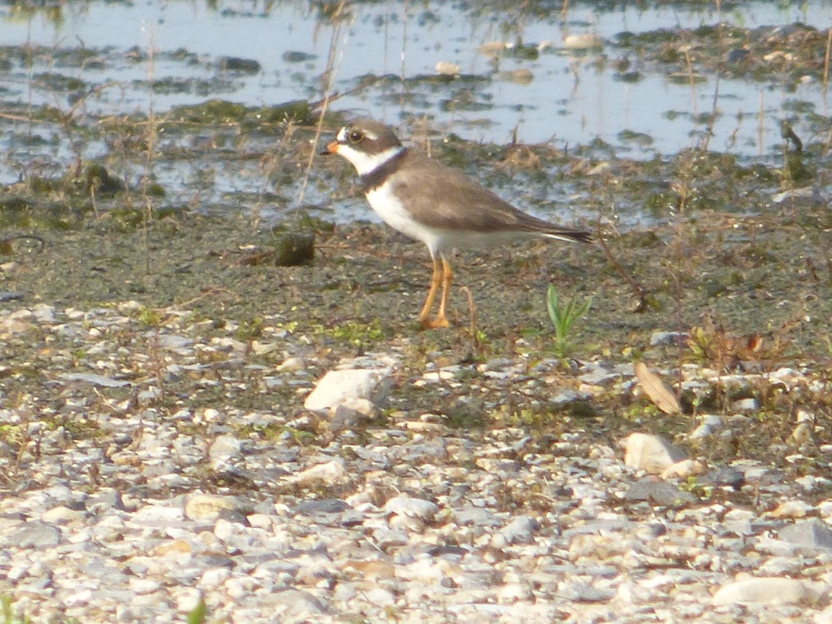 Semipalmated Plover - ML157863561