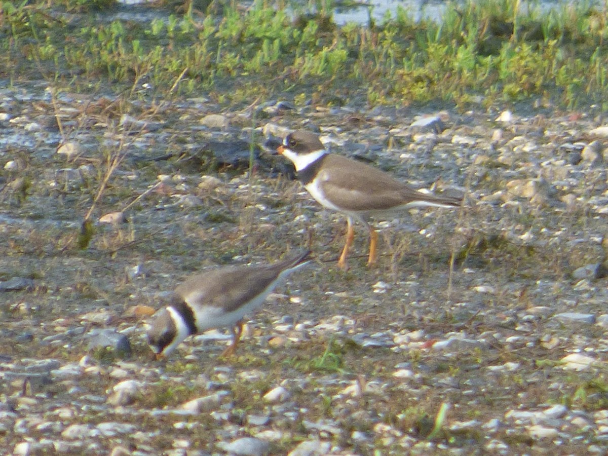Semipalmated Plover - ML157863911