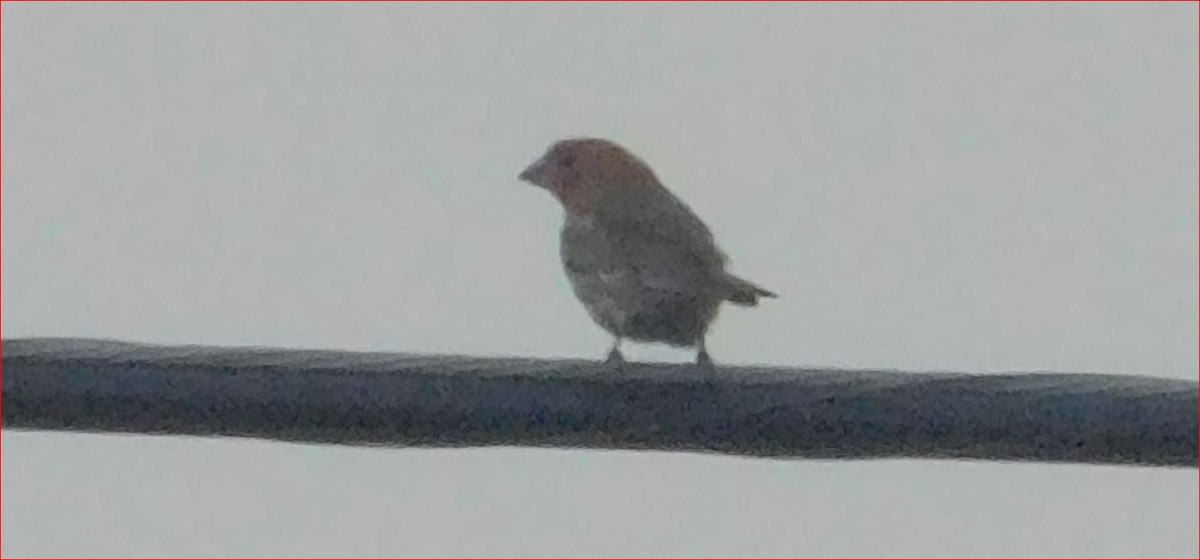 House Finch - Mikie Green