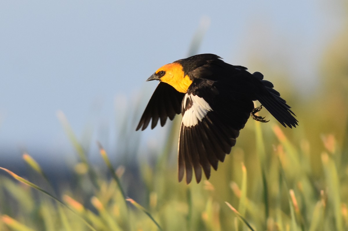 Yellow-headed Blackbird - ML157872561