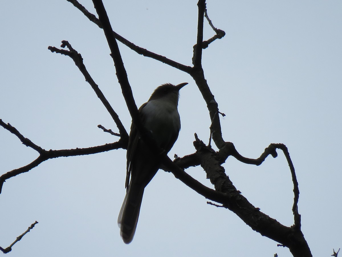 Black-billed Cuckoo - ML157873641