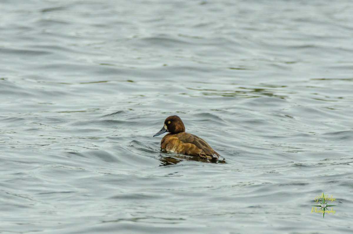 Greater Scaup - ML157873971