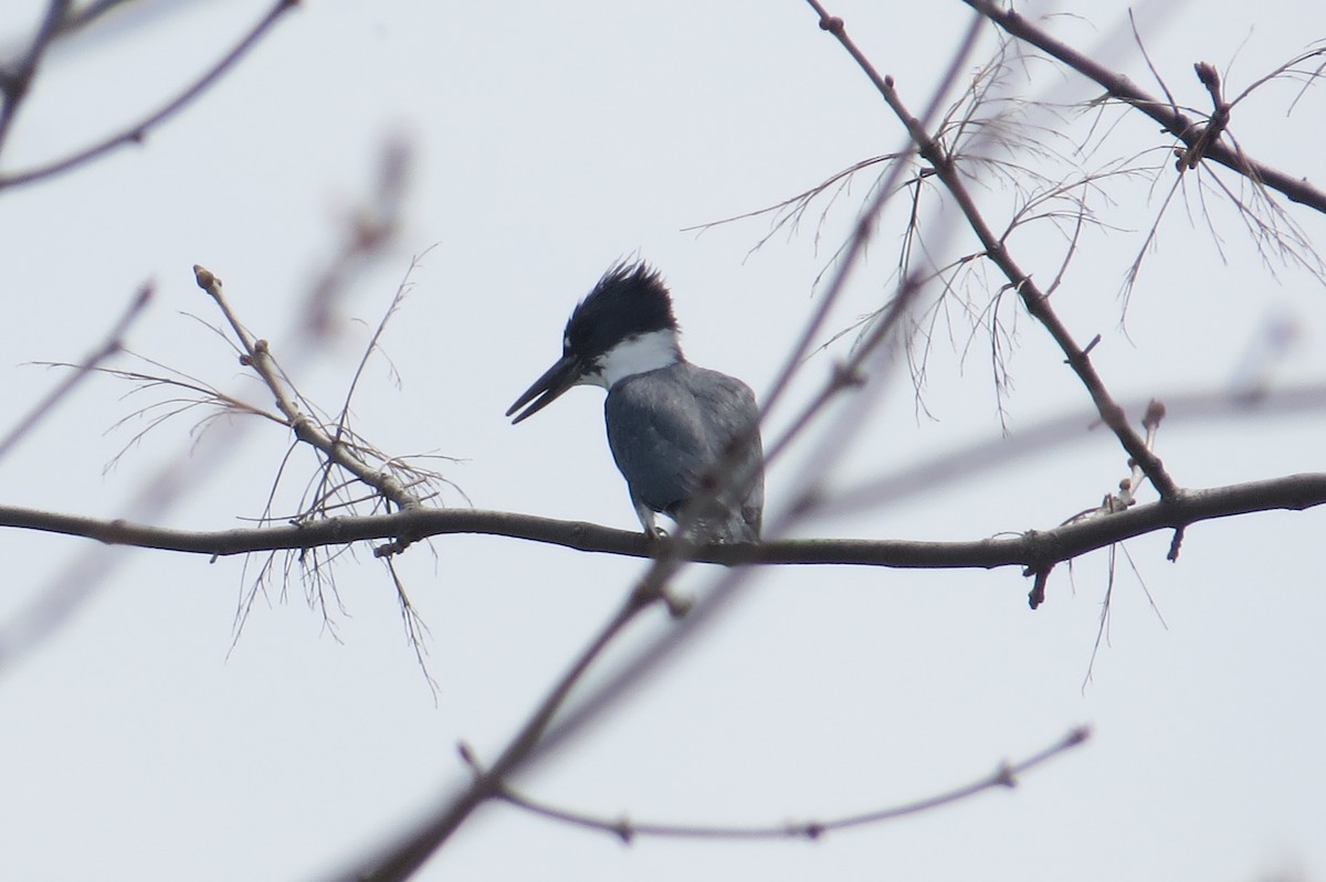 Belted Kingfisher - judith morsink