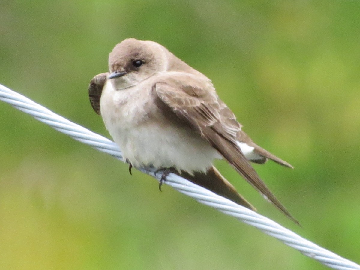 Northern Rough-winged Swallow - suzanne pudelek