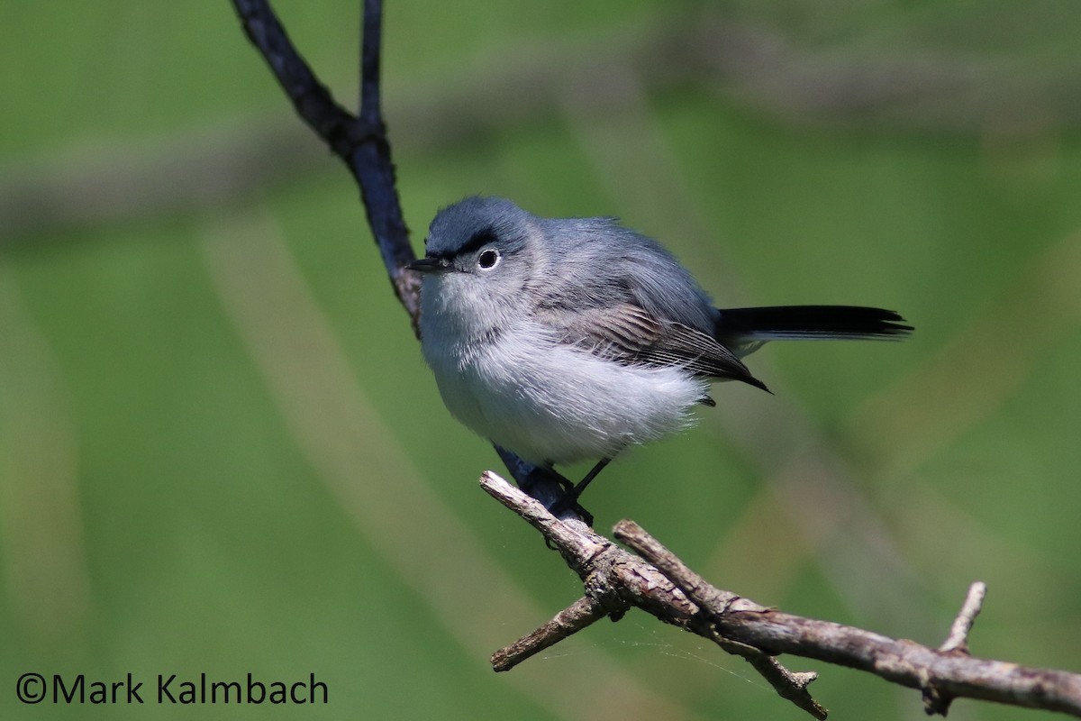 Blue-gray Gnatcatcher - Mark Kalmbach