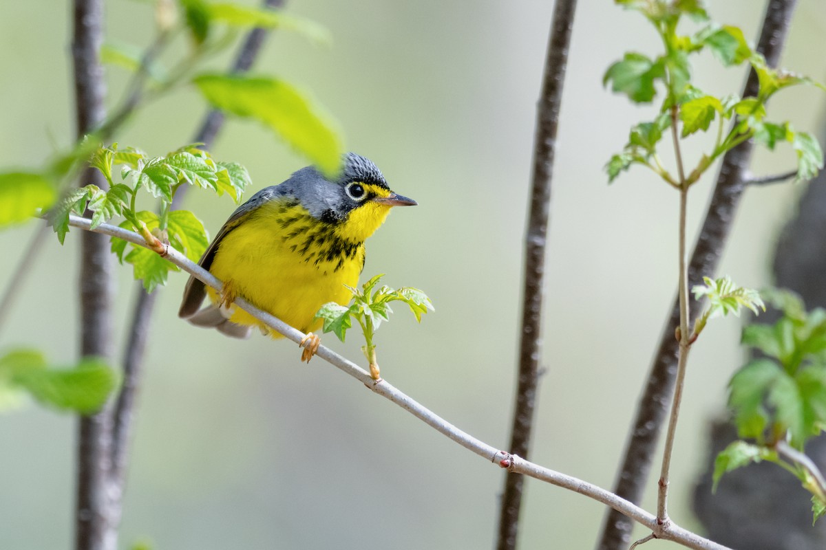 Canada Warbler - Kyle Tansley