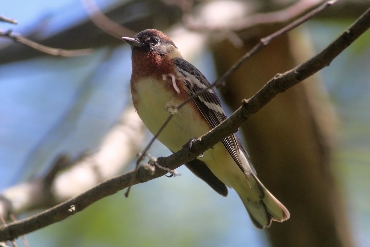 Bay-breasted Warbler - ML157887091