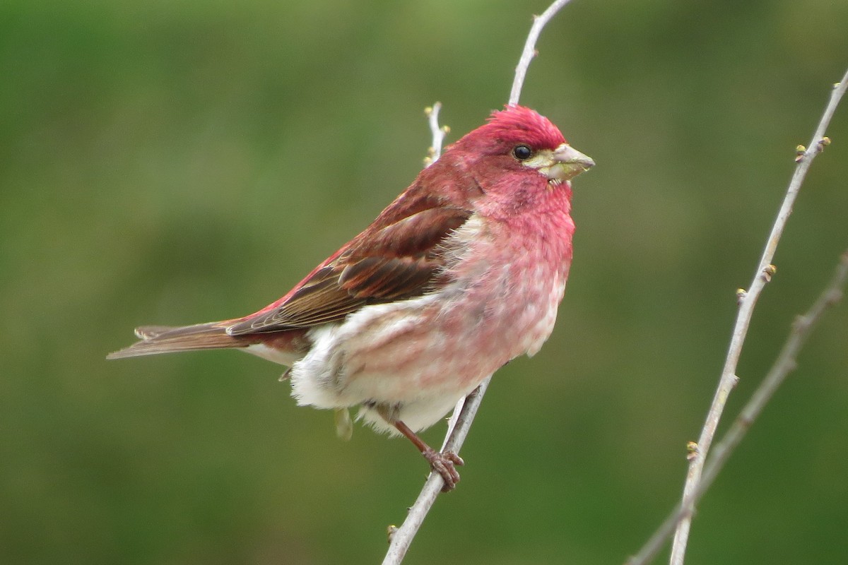 Purple Finch - Andrew Bendall