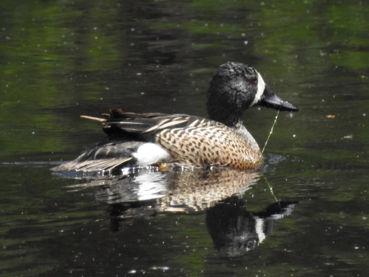 Blue-winged Teal - ML157891301