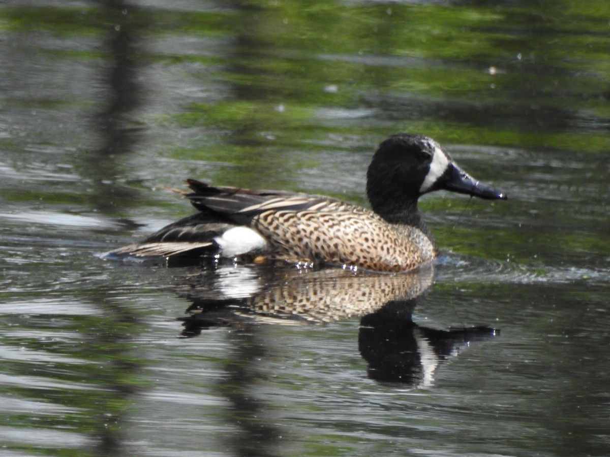 Blue-winged Teal - ML157891321