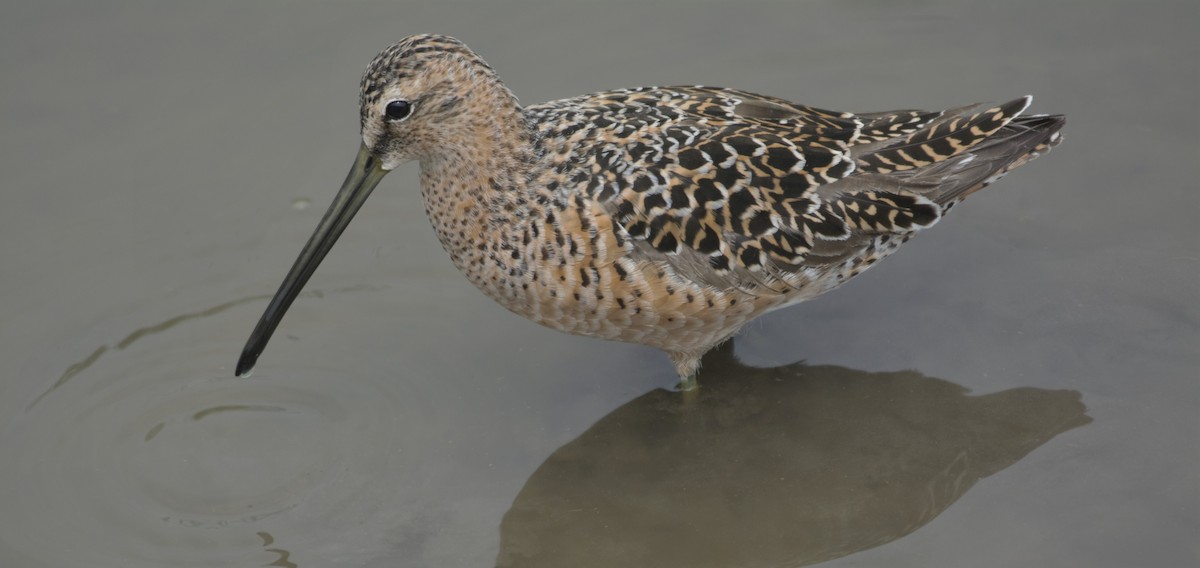Long-billed Dowitcher - ML157893111