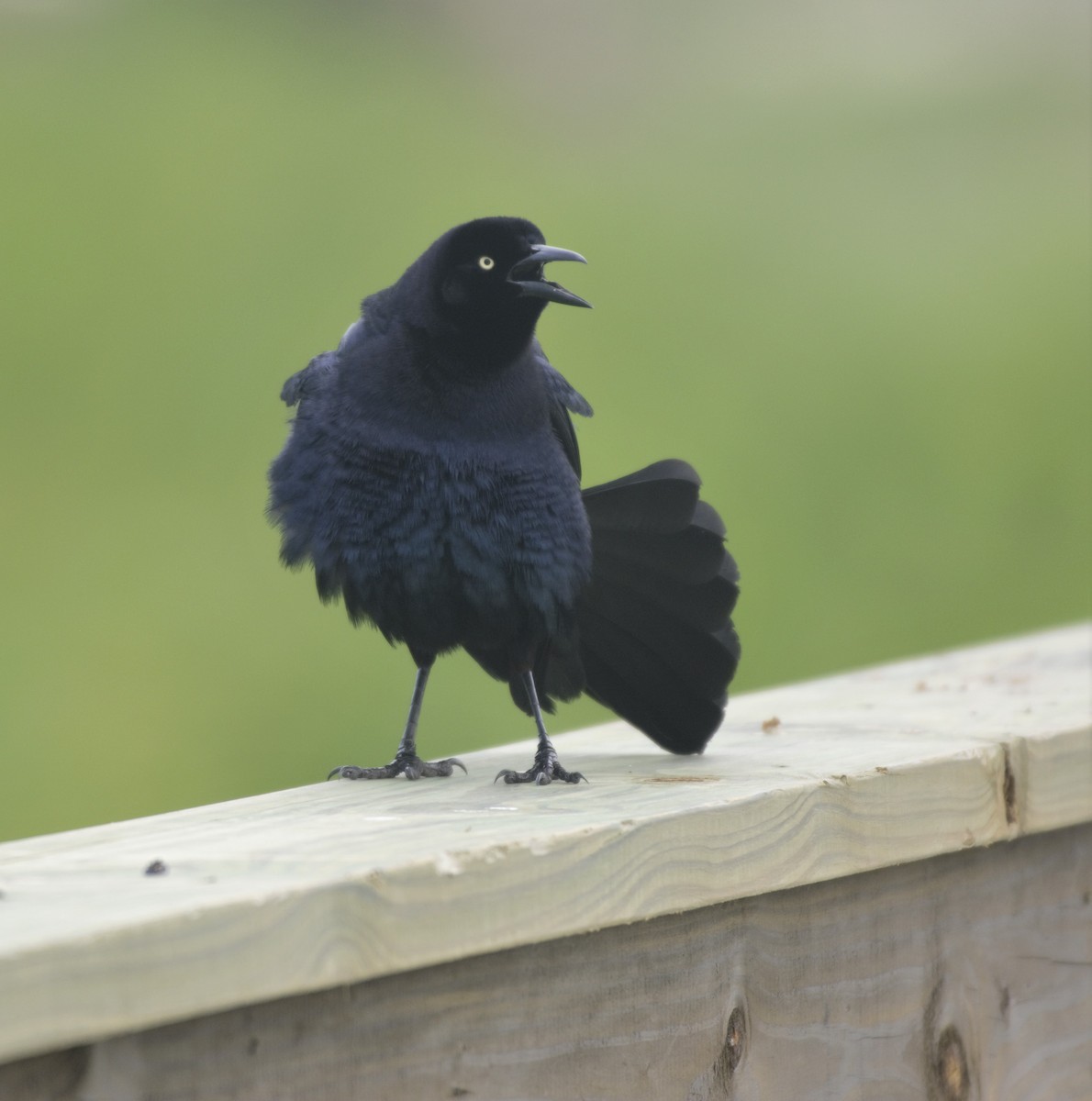 Great-tailed Grackle - ML157893351