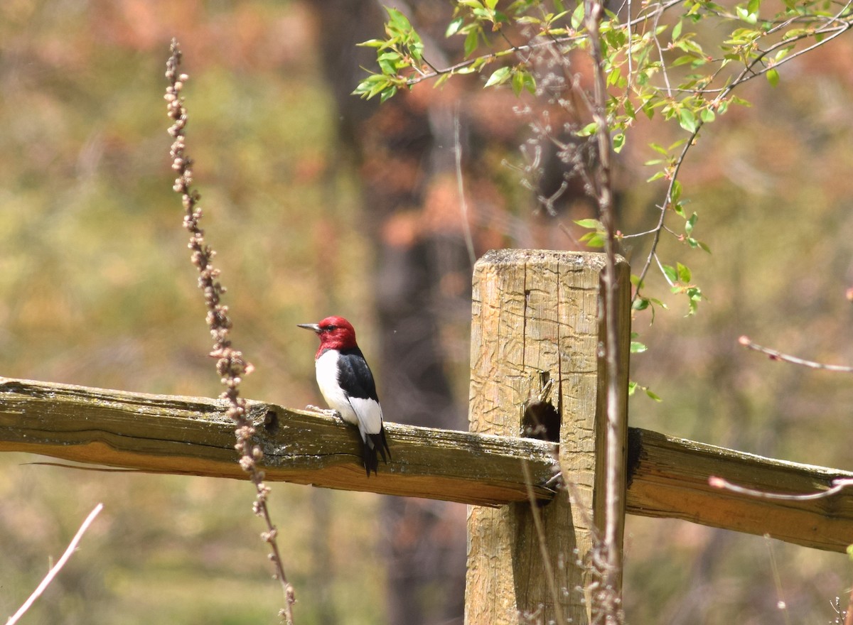 Red-headed Woodpecker - ML157894841