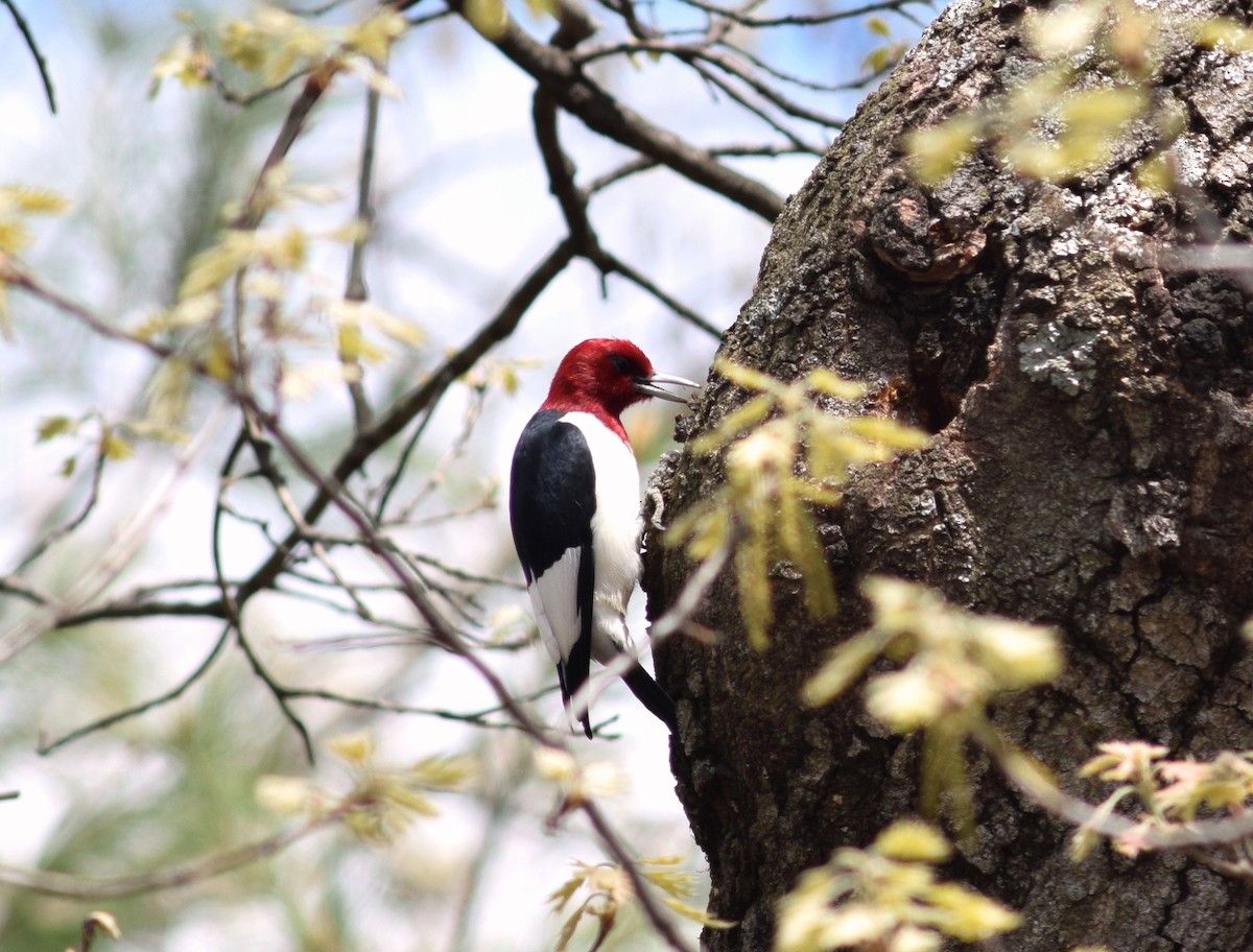 Red-headed Woodpecker - ML157894861