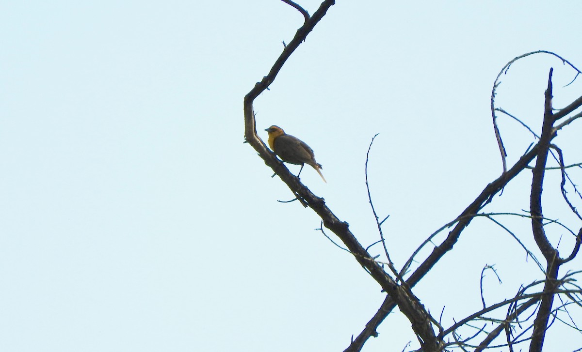 Yellow-headed Blackbird - ML157897591