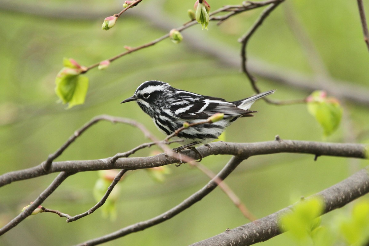 Black-and-white Warbler - ryan  doherty