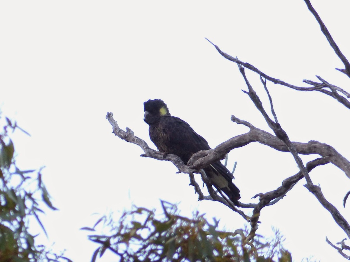 Yellow-tailed Black-Cockatoo - Bijoy Venugopal