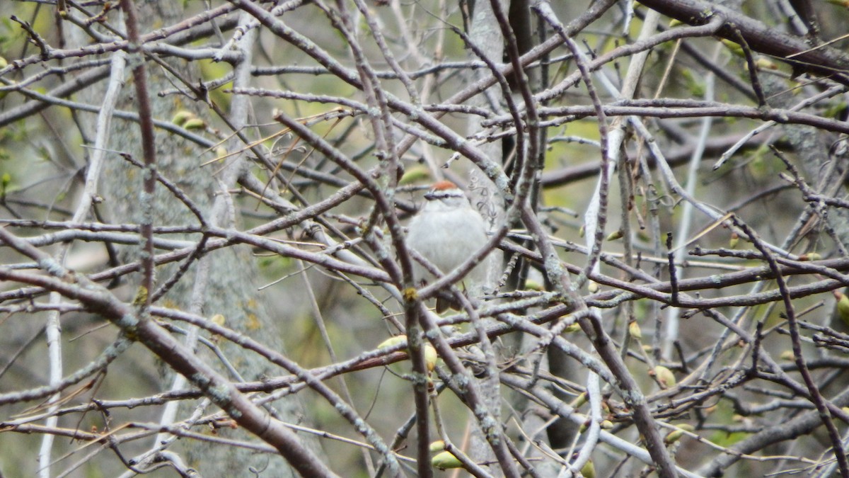 Chipping Sparrow - Aaron  Ludwig