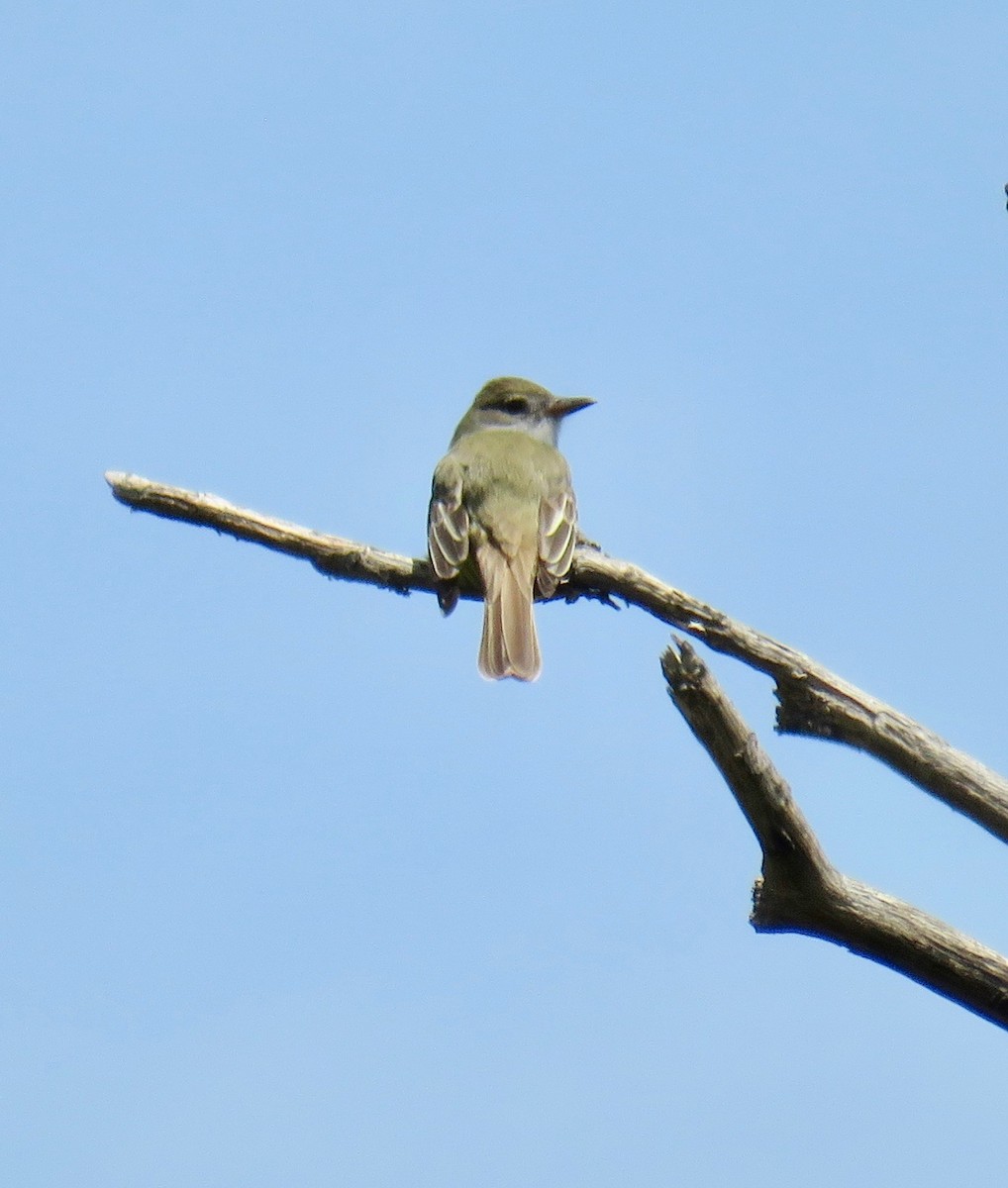 Great Crested Flycatcher - ML157911151