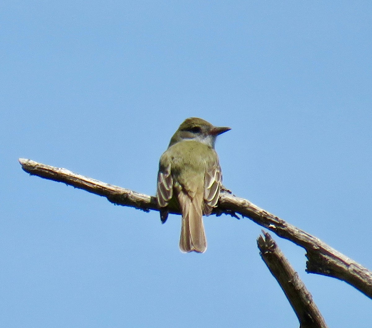 Great Crested Flycatcher - ML157911161