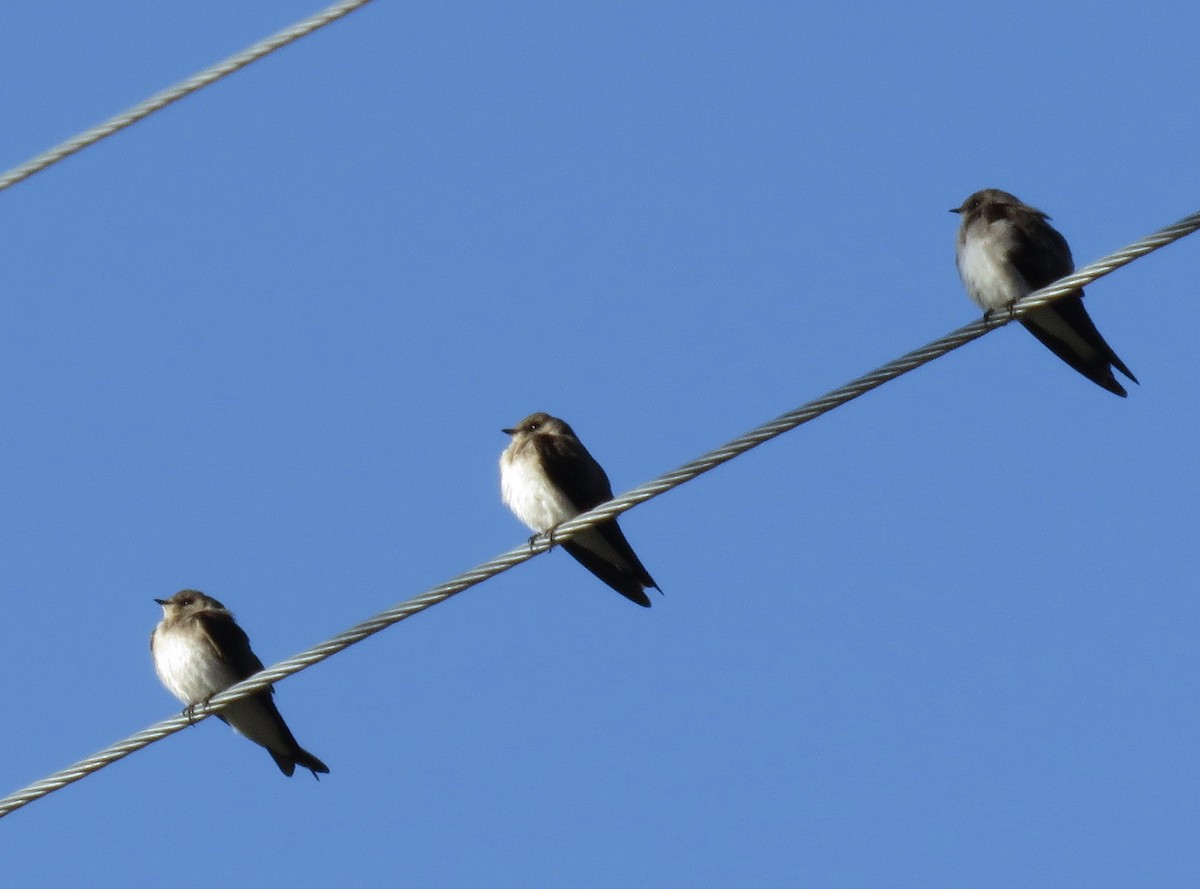 Northern Rough-winged Swallow - Stephen Heinrich