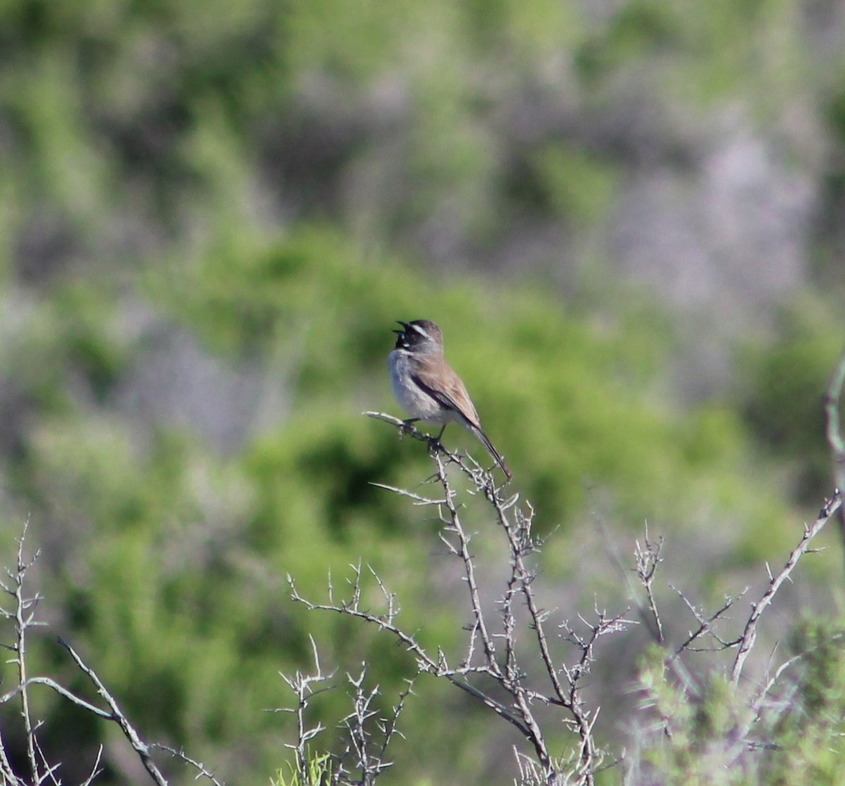 Black-throated Sparrow - ML157915161