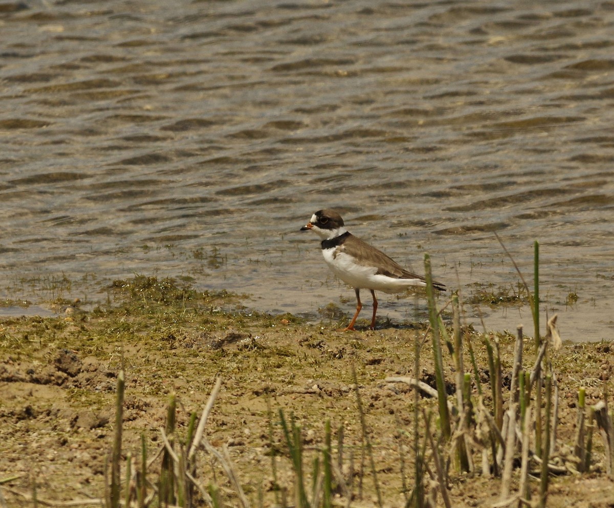 Semipalmated Plover - ML157918121