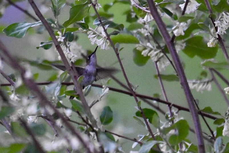 Ruby-throated Hummingbird - ML157918851