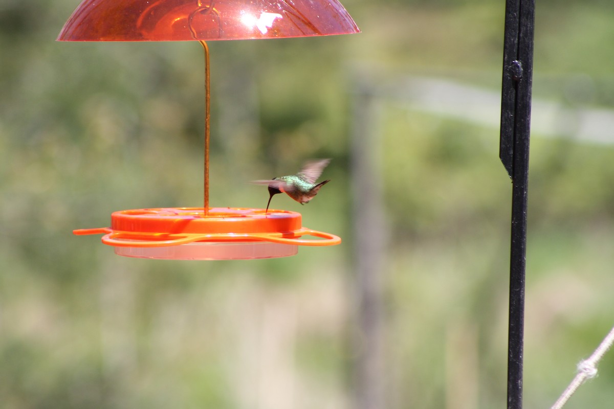 Ruby-throated Hummingbird - ML157920911