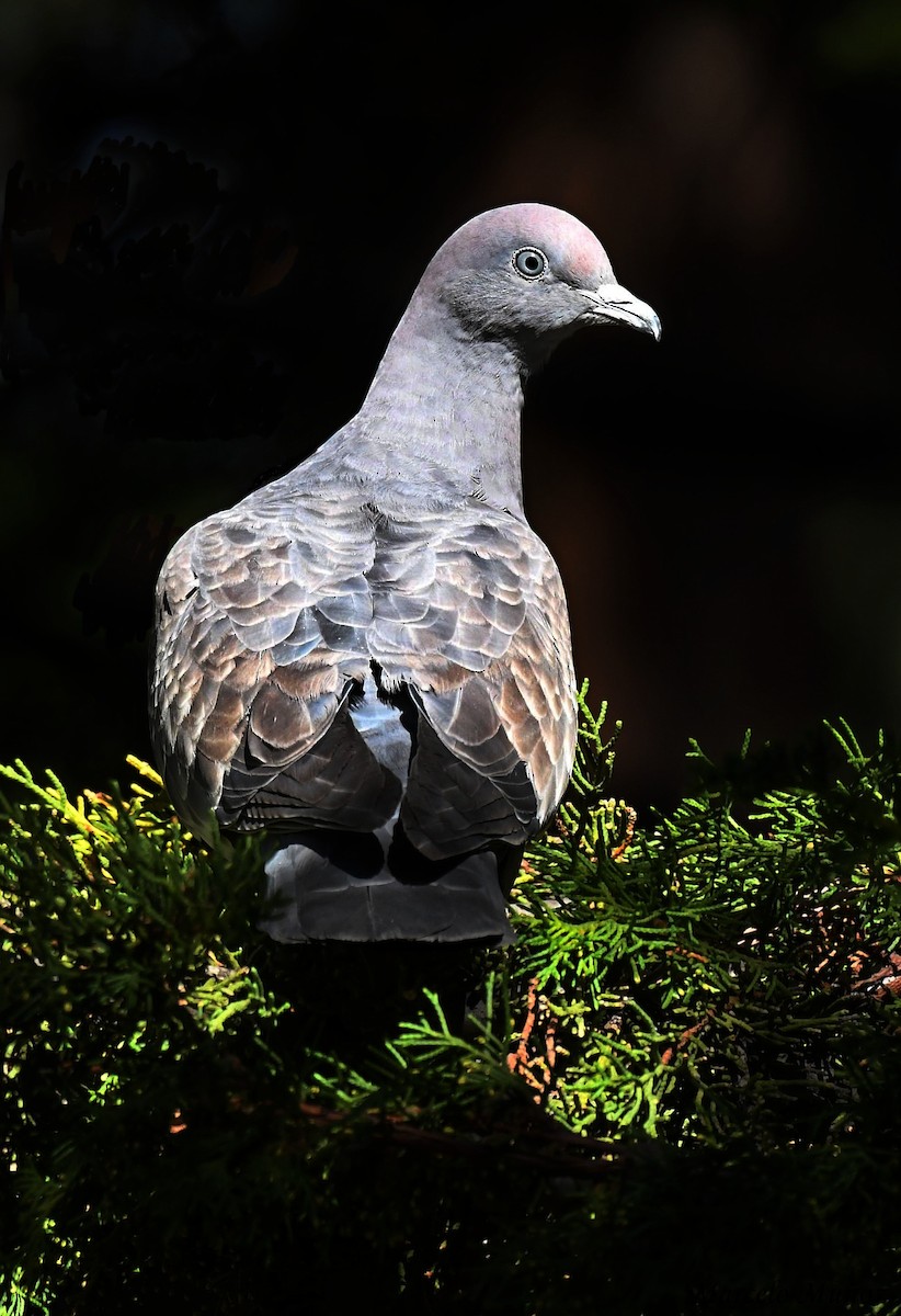 Spot-winged Pigeon - ML157921681
