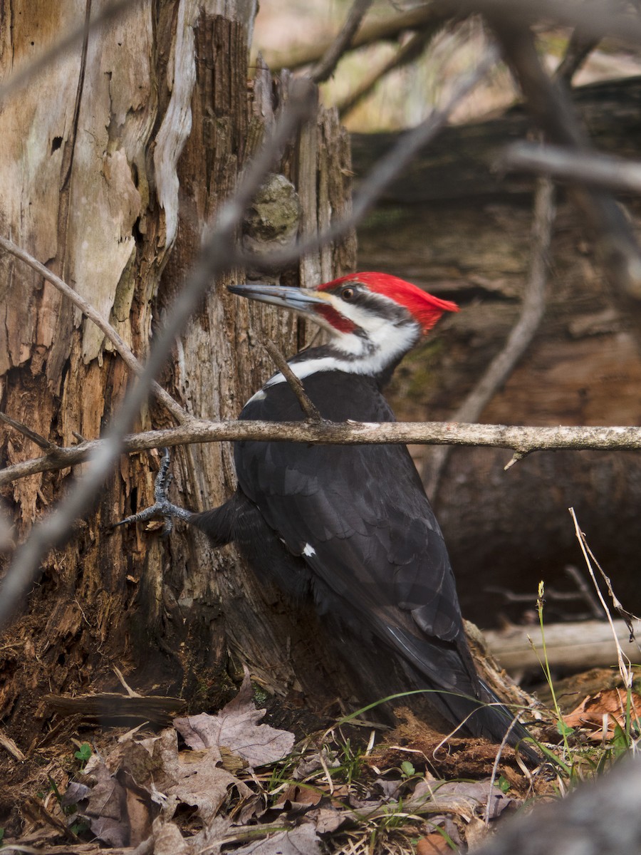 Pileated Woodpecker - ML157922171