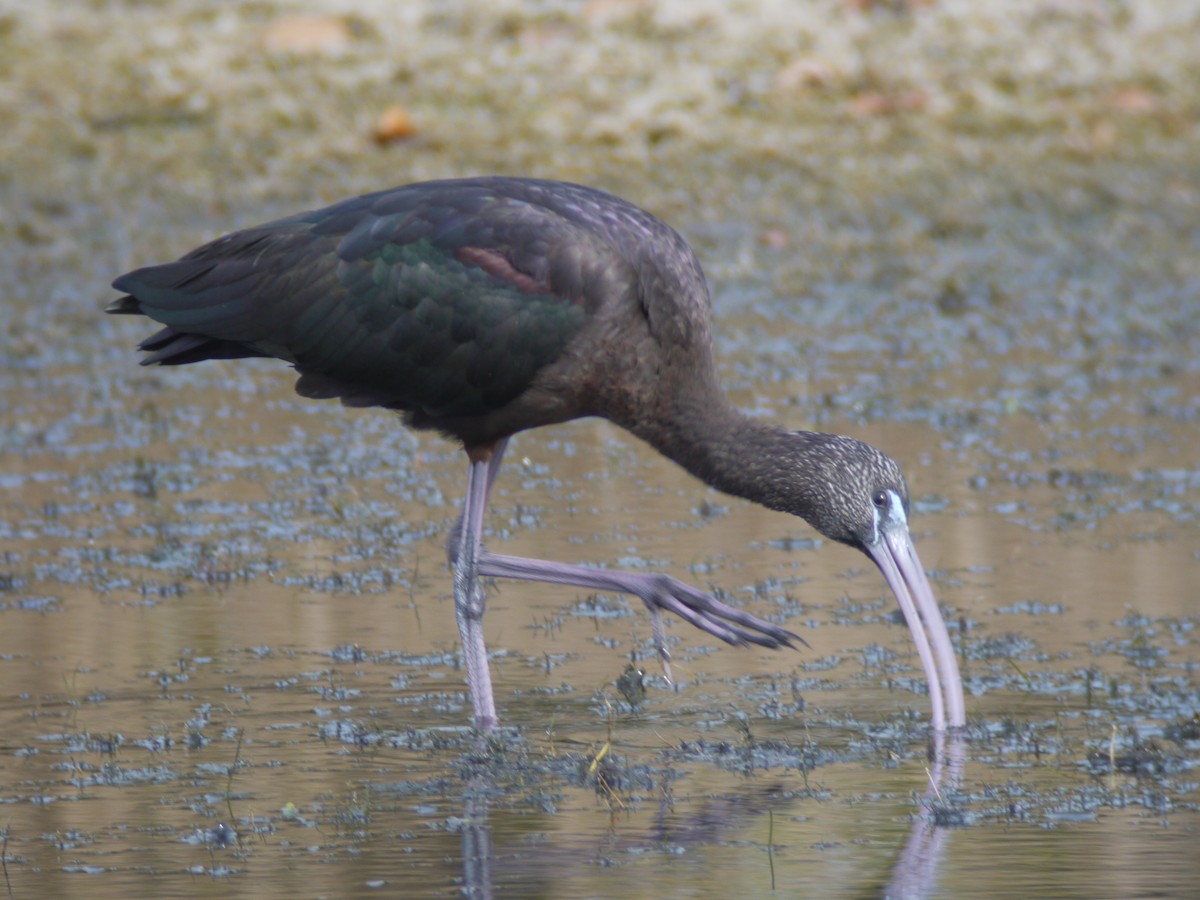 Glossy Ibis - Mike Grant