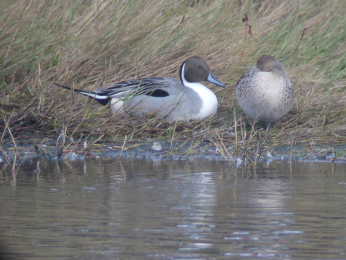 Northern Pintail - Mike Grant