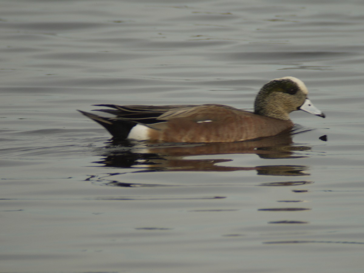 American Wigeon - Mike Grant