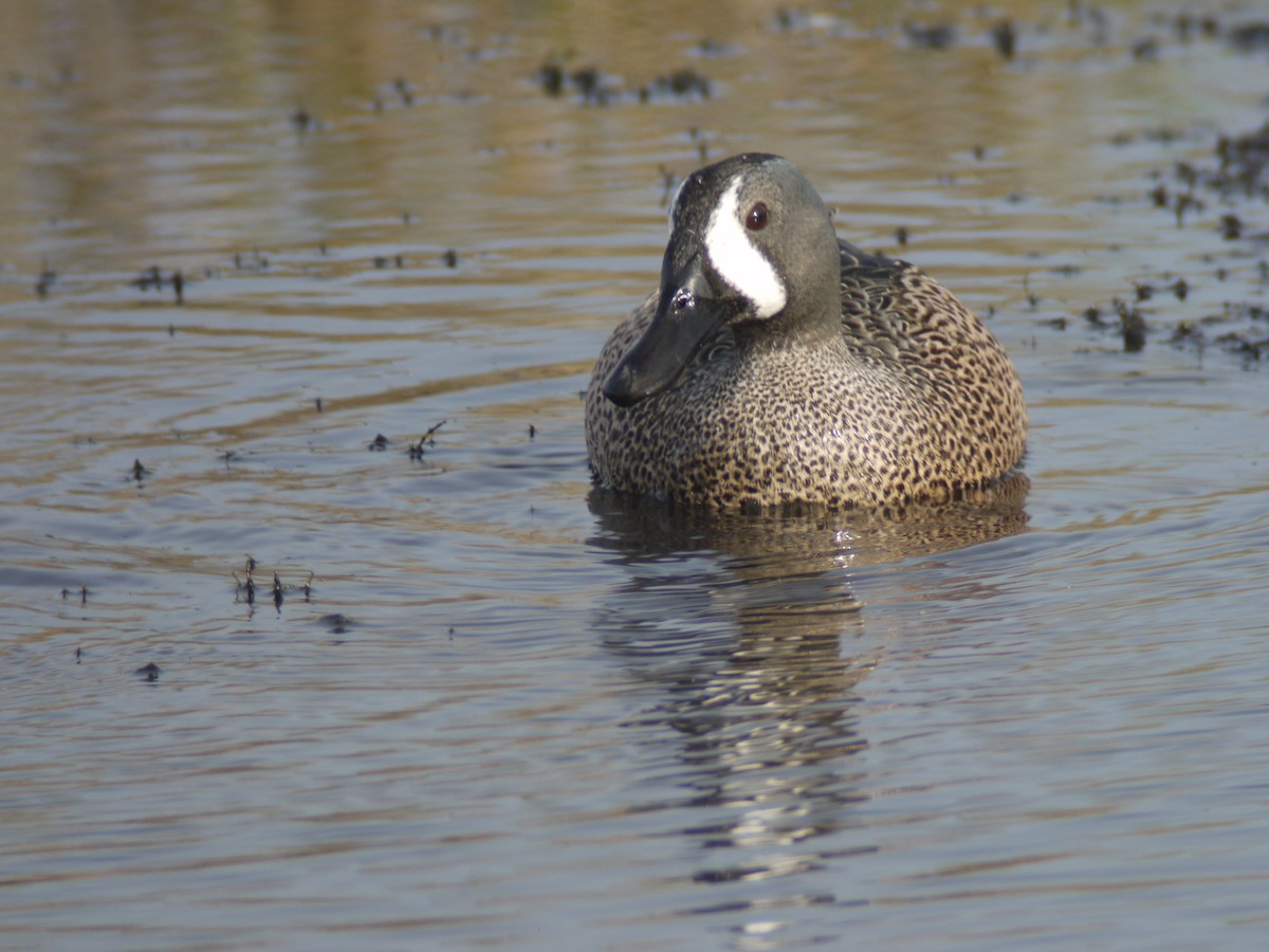Blue-winged Teal - Mike Grant