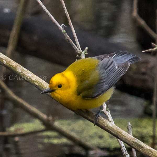 Prothonotary Warbler - Catherine AuYeung
