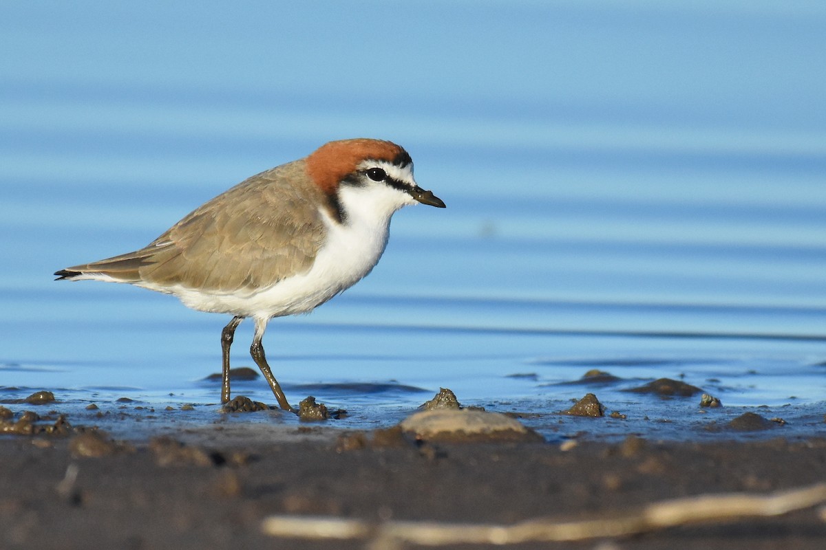Red-capped Plover - ML157931101