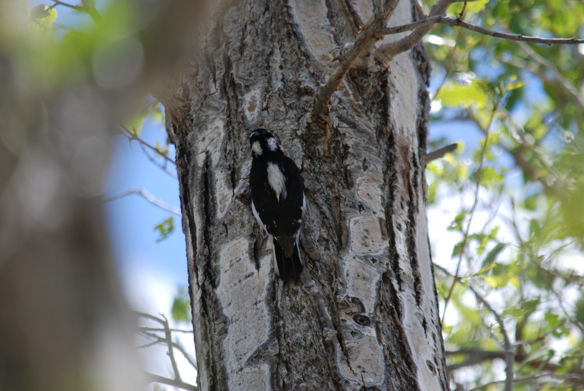 Downy Woodpecker (Rocky Mts.) - Harrison Karr