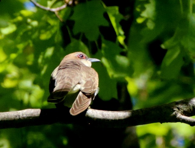 Black-billed Cuckoo - ML157933591