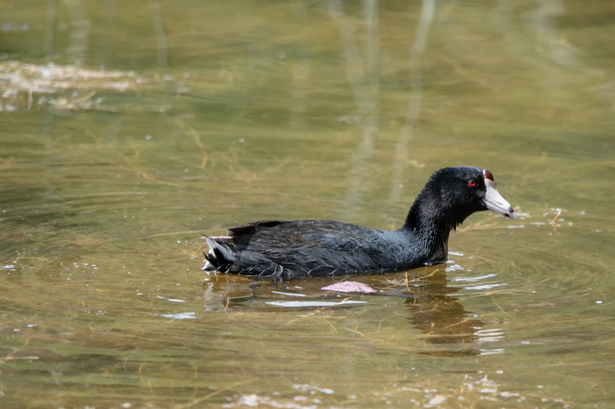 American Coot (Red-shielded) - Alex Bodden